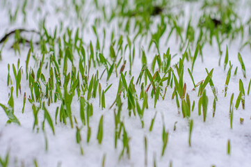 Young green shoots of rye in the snow, background with soft focus. Winter wheat