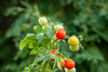 Small tomatoes hanging on a branch on a summer sunny day macro photography. Red and green tomatoes close-up photography in summer.