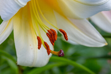 Blossom white lily on a green background on a summer sunny day macro photography. Garden lillies...