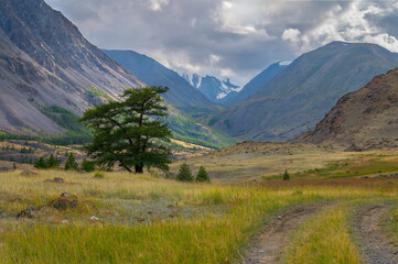 Beautiful landscape in the Altai mountains. Green cedar on the background of a cascade of mountains. The sun's rays break through the clouds