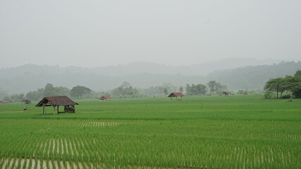 Natural scenery of rice fields in verdant and fertile rice fields with several huts in West Java,...