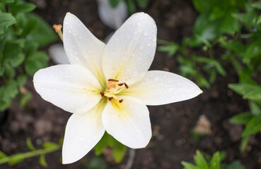 Obraz na płótnie Canvas white daylily flower in the garden