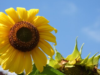 Sonnenblume