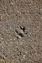 paw print of a squirrel