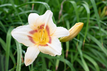 Obraz premium yellow daylily flower in the garden