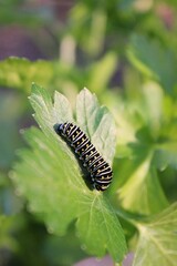 caterpillar on leaf