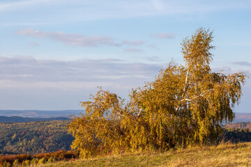 autumn landscape with trees and sky