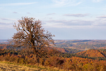 Fototapeta premium tree in autumn