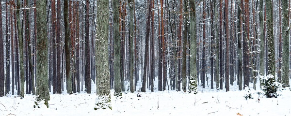 Winter forest background texture. Snowy woodlands trees trunks banner.