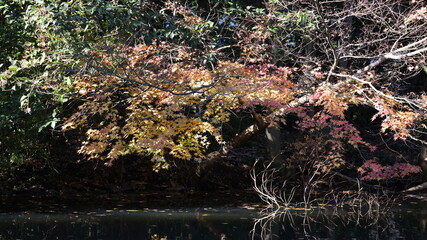 晩秋の紅葉の写真