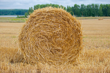 Bale of mown wheat on the field in summer.
