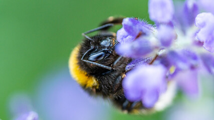 Bumblebee 