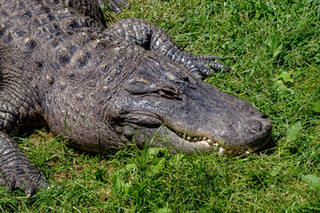 Obraz premium York WIld Kingdom 3