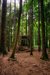 structure build in lush Irish Forest