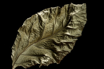 Close up of dried teak tree (Tectona grandis) leaf on black background showing details and texture