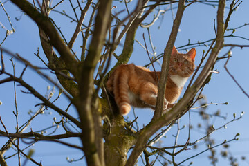 Cute red kitten on tree. Shot from below.