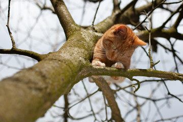 A beautiful red cat trapped in a tree, looking for help.