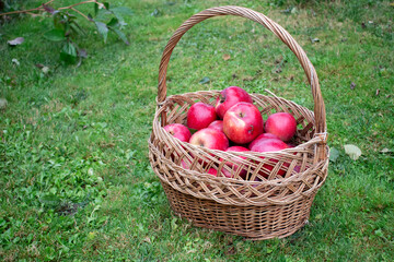 harvest of red apples in a wicker basket in the garden