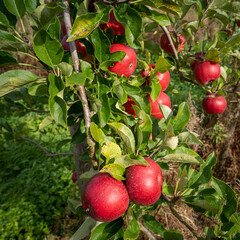 Apfelernte auf einer Obstplantage