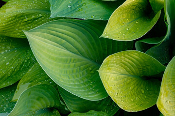 Obraz premium Hostas 7