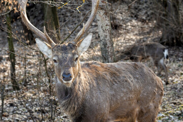 a picture of a wild deer; a deer in a forest 