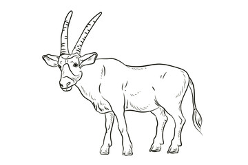 Vector image, goat. Isolated on white background. Black and white drawing, coloring for children.