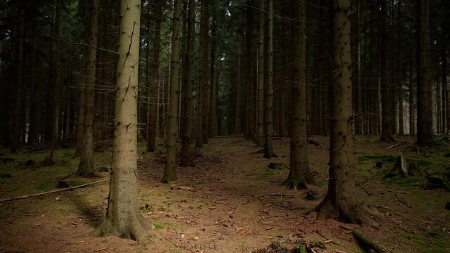 Creepy trees inside a dark forest.