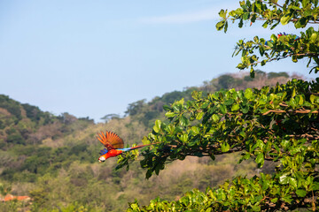 Scarlet macaws (Ara macao) large red, yellow, and blue parrots