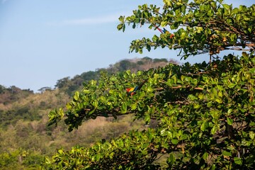 Scarlet macaws (Ara macao) large red, yellow, and blue parrots