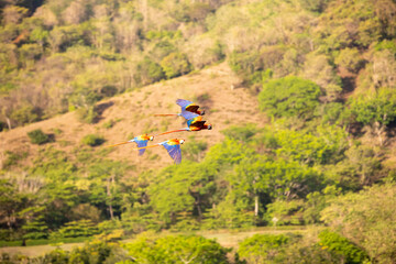 Obraz premium Scarlet macaws (Ara macao) large red, yellow, and blue parrots