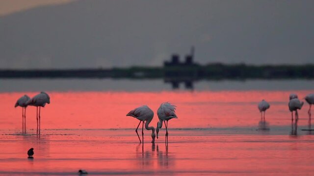 flamingos in the lake sunrise slow motion