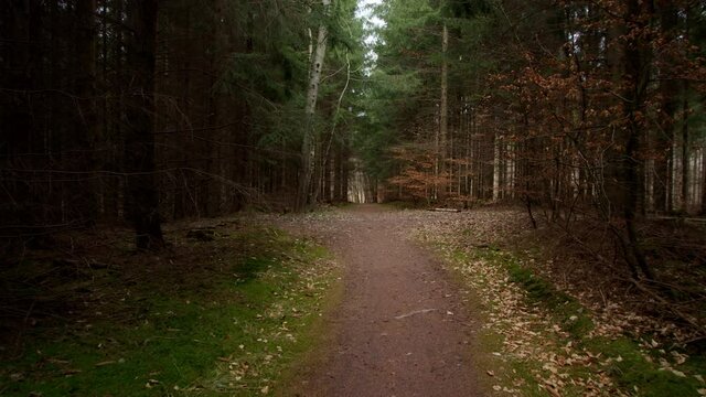 Walking on a road in an early autumn forest.