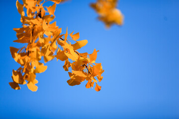 Beijing autumn ditan park view beautiful fall