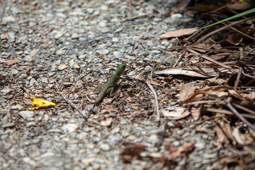 Tropical forest, Costa Rica