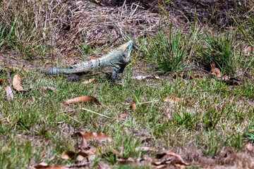 Blue spiny-tailed iguana (Ctenosaura similis) in Costa Rica