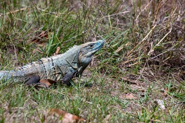 Blue spiny-tailed iguana (Ctenosaura similis) in Costa Rica