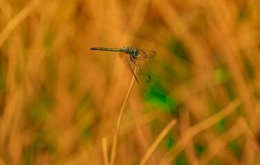 dragonfly on grass
