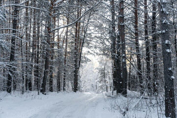 Winding road in winter in the forest