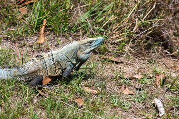 Blue spiny-tailed iguana (Ctenosaura similis) in Costa Rica