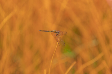dragonfly on the grass