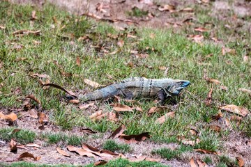 Blue spiny-tailed iguana (Ctenosaura similis) in Costa Rica