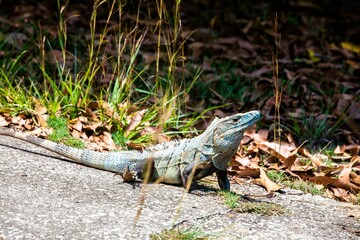 Blue spiny-tailed iguana (Ctenosaura similis) in Costa Rica