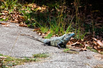 Blue spiny-tailed iguana (Ctenosaura similis) in Costa Rica