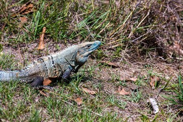 Blue spiny-tailed iguana (Ctenosaura similis) in Costa Rica