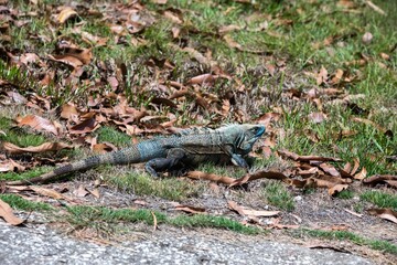 Blue spiny-tailed iguana (Ctenosaura similis) in Costa Rica