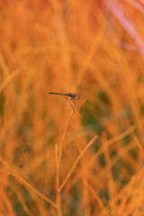 dragonfly on grass