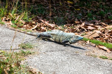 Blue spiny-tailed iguana (Ctenosaura similis) in Costa Rica