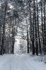 Winter snow road in the pine forest