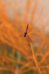 red dragonfly on a leaf