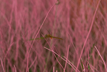 grasshopper on the grass